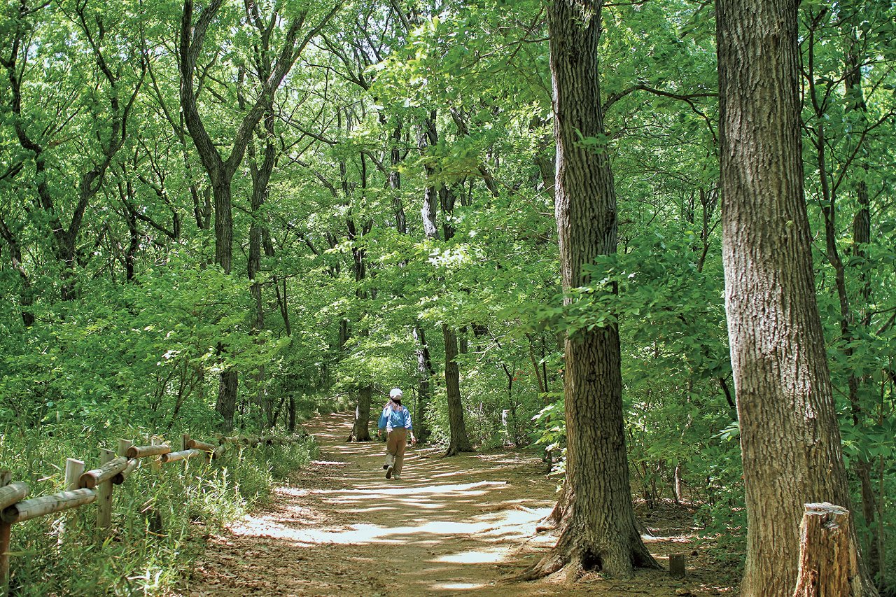 🌳 하치코쿠야마 녹지(八国山緑地) 이미지 6